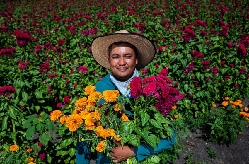  LISTOS PRODUCTORES DE CEMPASÚCHIL Y FLOR DE TERCIOPELO PARA DIAS DE MUERTOS